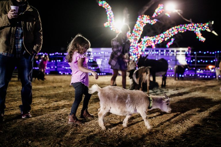 Petting Zoo fun for all ages at Old West Christmas Light Fest