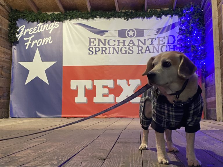 A dog enjoying Old West Christmas Light Fest