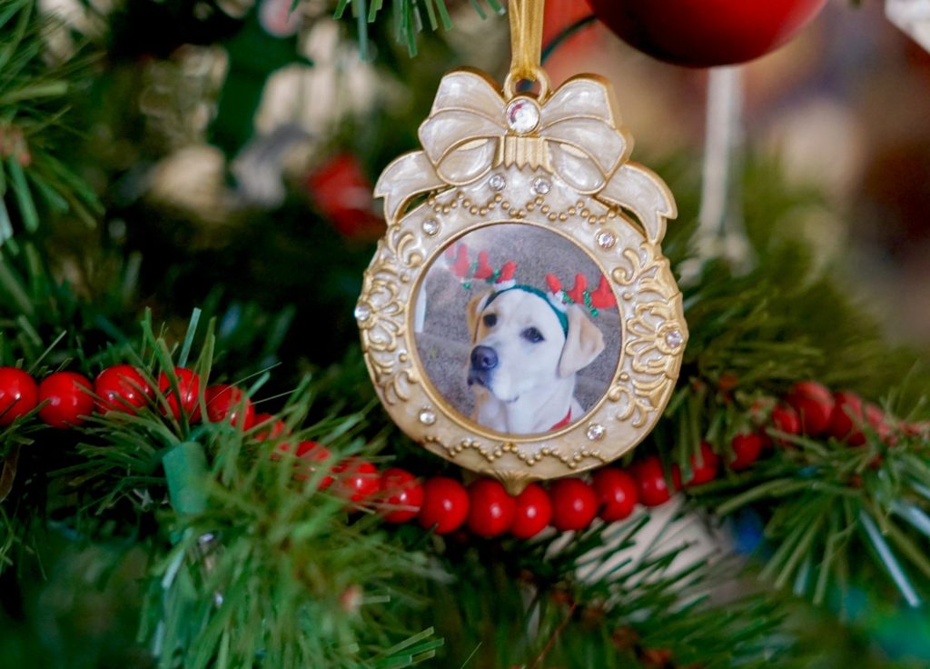 Photo of a dog wearing antlers in an ornament frame hanging on a Christmas tree